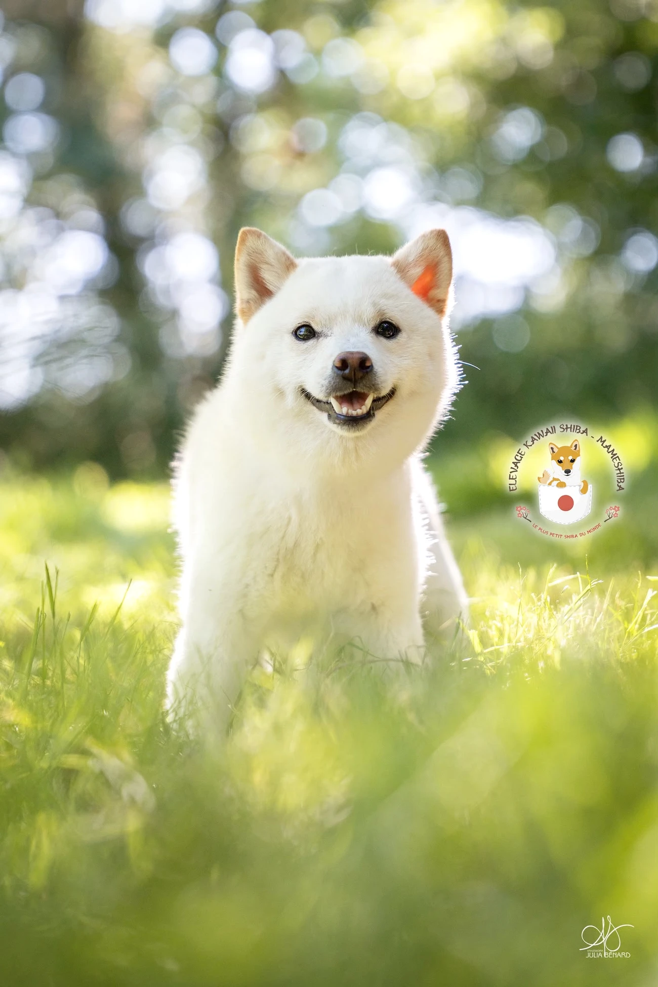 Portrait de Hanami, femelle Mameshiba blanche née chez Kawaii Mameshiba