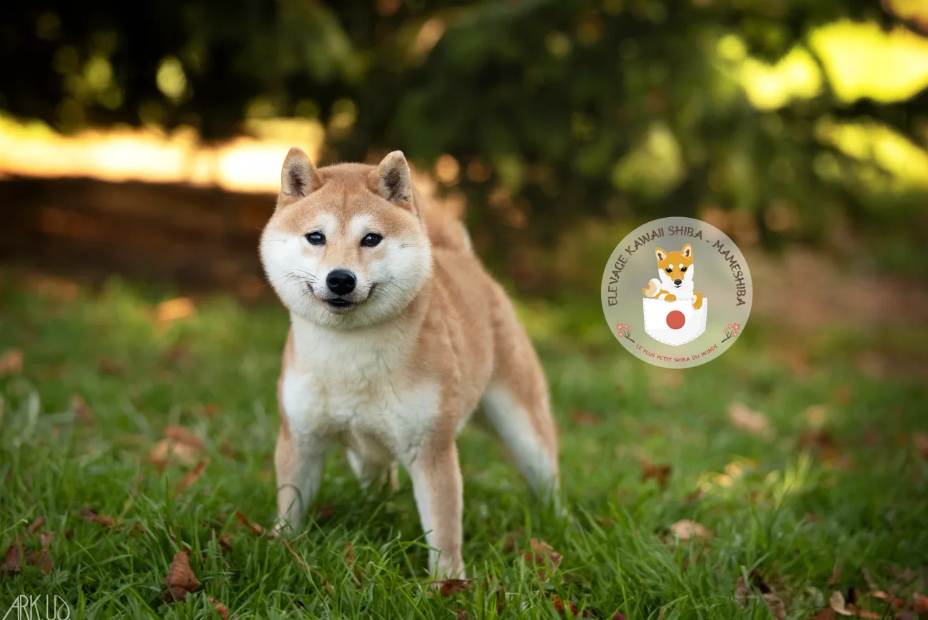Portrait d'Ichiro, mâle Mameshiba de l'élevage Kawaii Shiba
