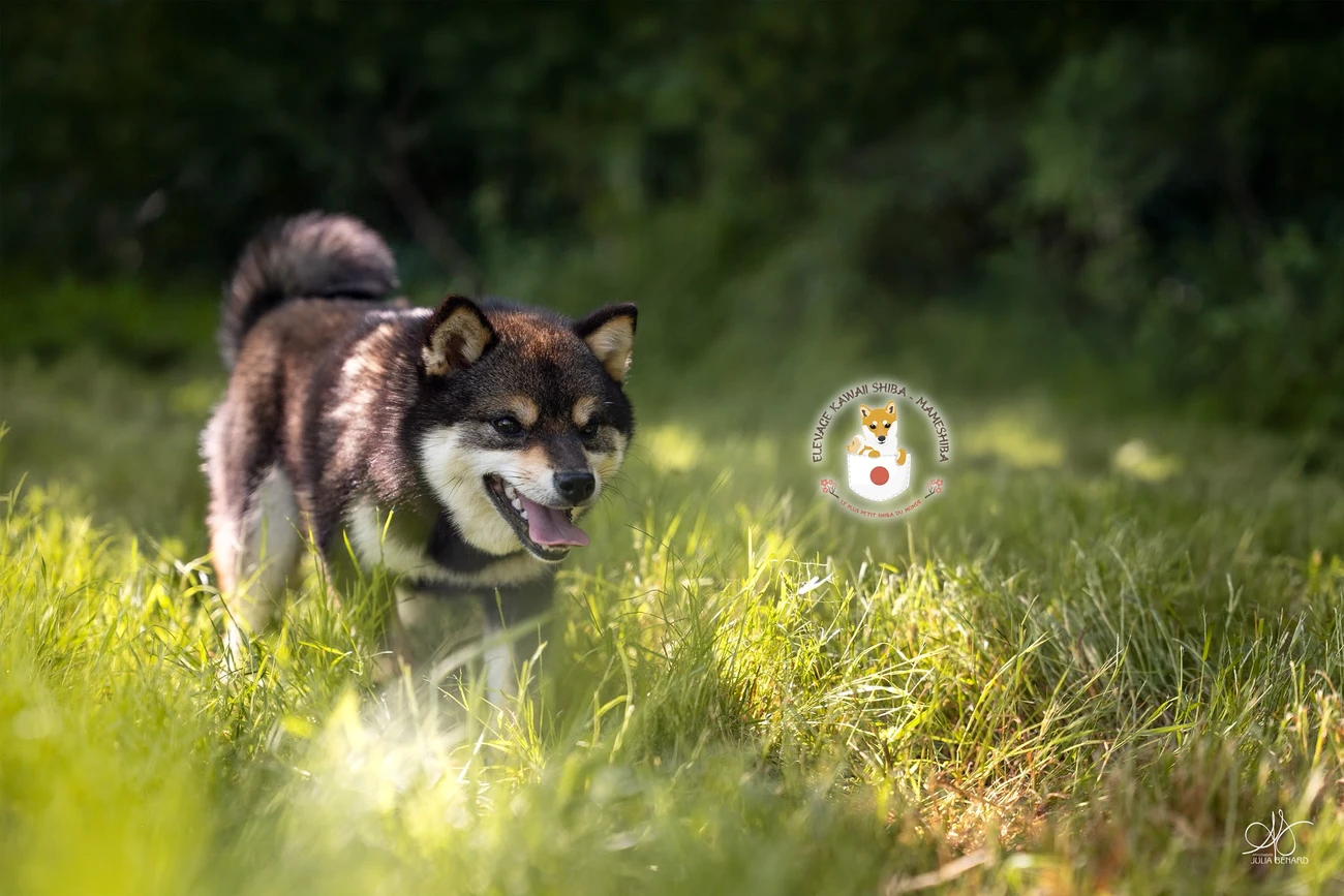 Ikigai, femelle Mameshiba noire et feu, en mouvement dans l'herbe