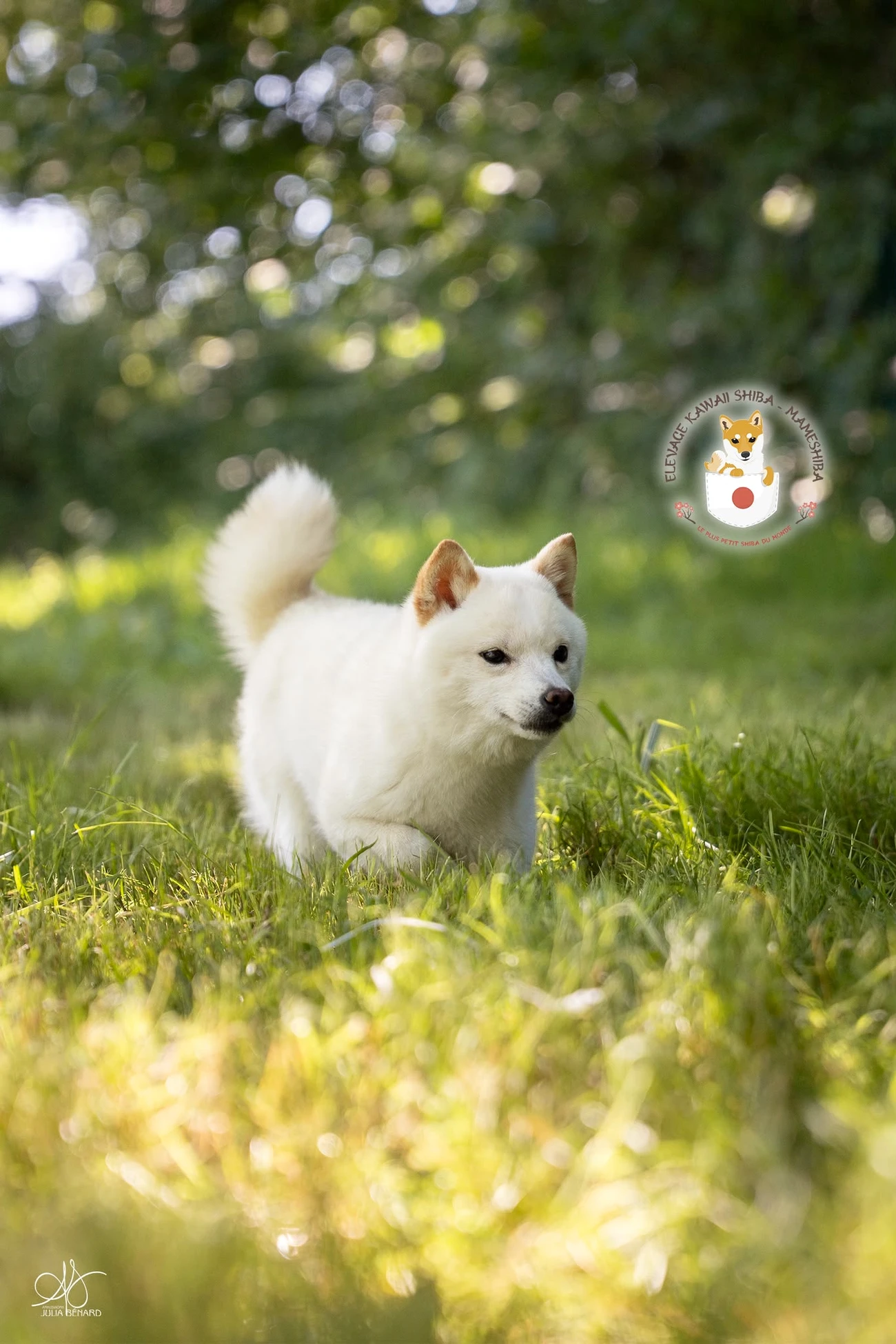 Kitsune, femelle Mameshiba blanche au très petit gabarit, dans l'herbe