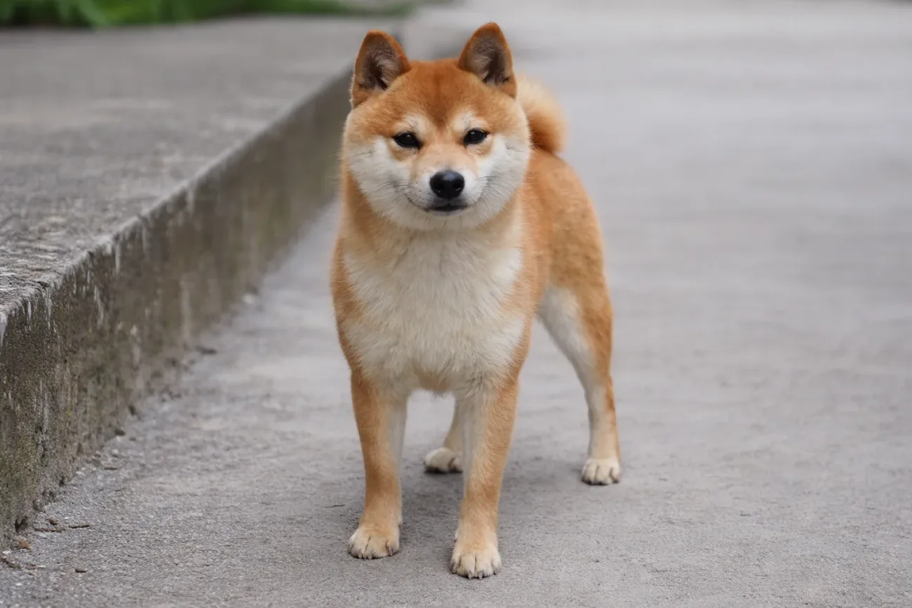 Waru, père de YOSHI